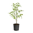 thumbnail image 1 of Brighter Blooms White Dogwood Tree - 4-5 ft., 1 of 6