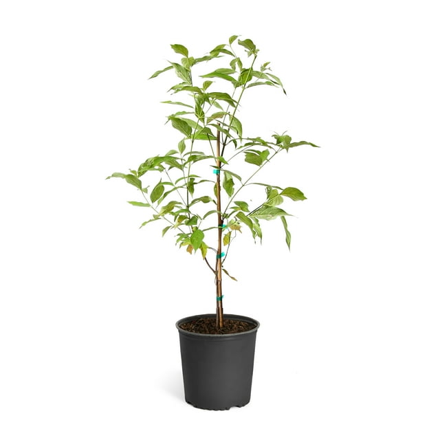Brighter Blooms White Dogwood Tree - 4-5 ft.