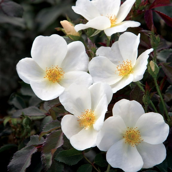 Brighter Blooms - White Knock Out® Rose, 1 gal - No Shipping to AK, AZ, HI