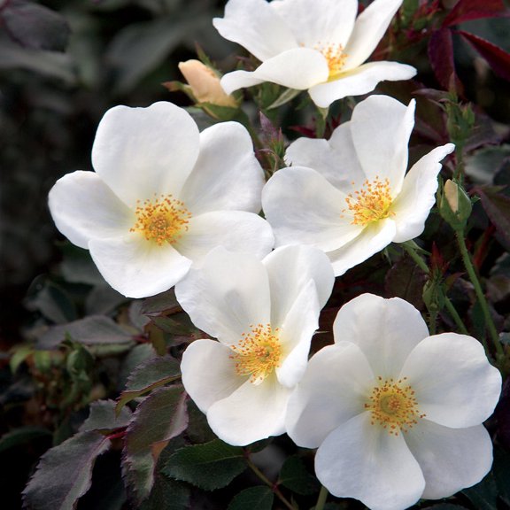 Brighter Blooms - White Knock Out® Rose, 3 gal - No Shipping to AK, AZ, HI