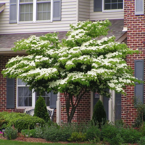 Brighter Blooms - White Kousa Dogwood, 5-6 ft. - No Shipping To AK, AZ, FL, HI