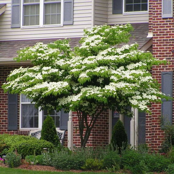 Brighter Blooms - White Kousa Dogwood, 3-4 ft. - No Shipping to AK, AZ, FL, HI