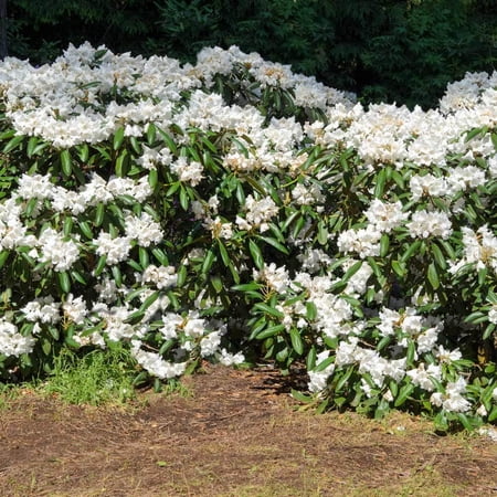 Brighter Blooms - White Rhododendron, 1 gal - No Shipping to AK, AZ, HI