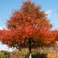 thumbnail image 1 of Brighter Blooms - Wildfire Black Gum Tree, 5-6 ft. - No Shipping to AK, AZ, HI, OR, 1 of 5