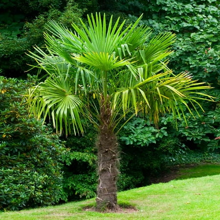 Brighter Blooms - Windmill Palm Tree, 7 gal - No Shipping to AK, AZ, CA, HI, NV