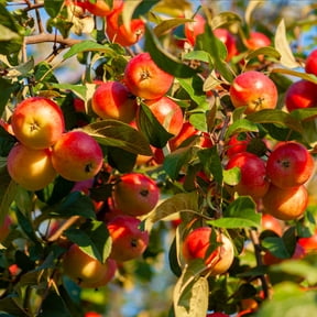 Brighter Blooms - Winesap Apple Tree, 5-6 ft. - No Shipping To AK, AZ, CA, HI, ID, OR, WA