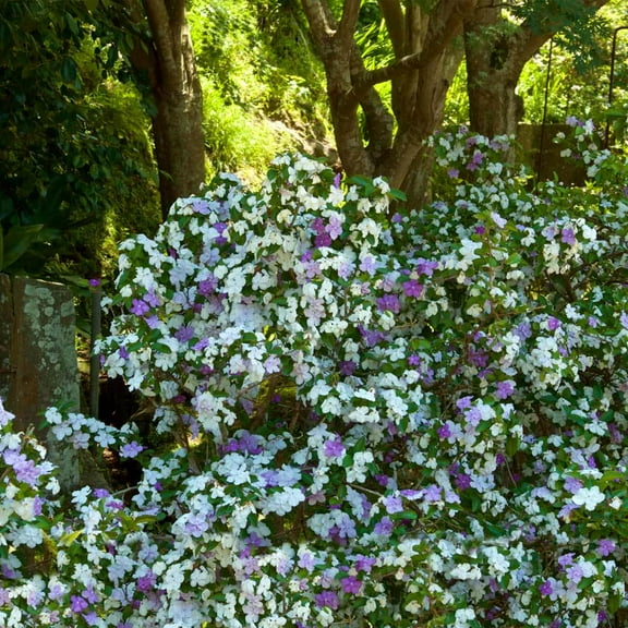 Brighter Blooms - Yesterday, Today and Tomorrow Plant, 3 gal - No Shipping to AK, AZ, HI
