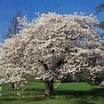 thumbnail image 1 of Brighter Blooms - Yoshino Cherry Tree, 5-6 ft. - No Shipping to AK, AZ, CA, CO, HI, ID, OR, WA, 1 of 6