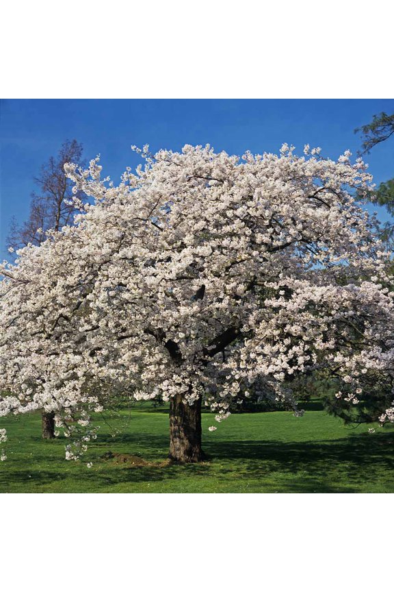 - Yoshino Cherry Tree, 5-6 ft. - No Shipping to AK, AZ, CA, CO, HI, ID, OR, WA