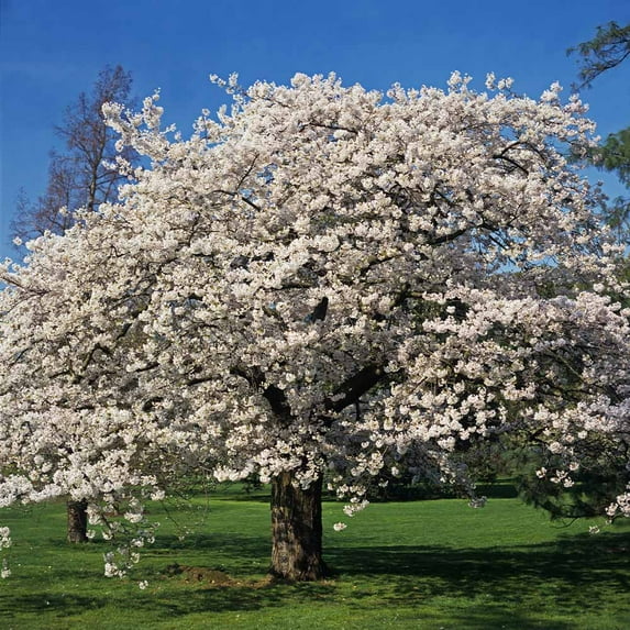 Brighter Blooms Yoshino Cherry Tree White 5-6 ft. Live Plant for Full Sun Garden