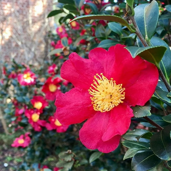 Brighter Blooms - Southern Living® Yuletide Camellia, 1 gal - No Shipping to AK, AZ, HI, OR, TX