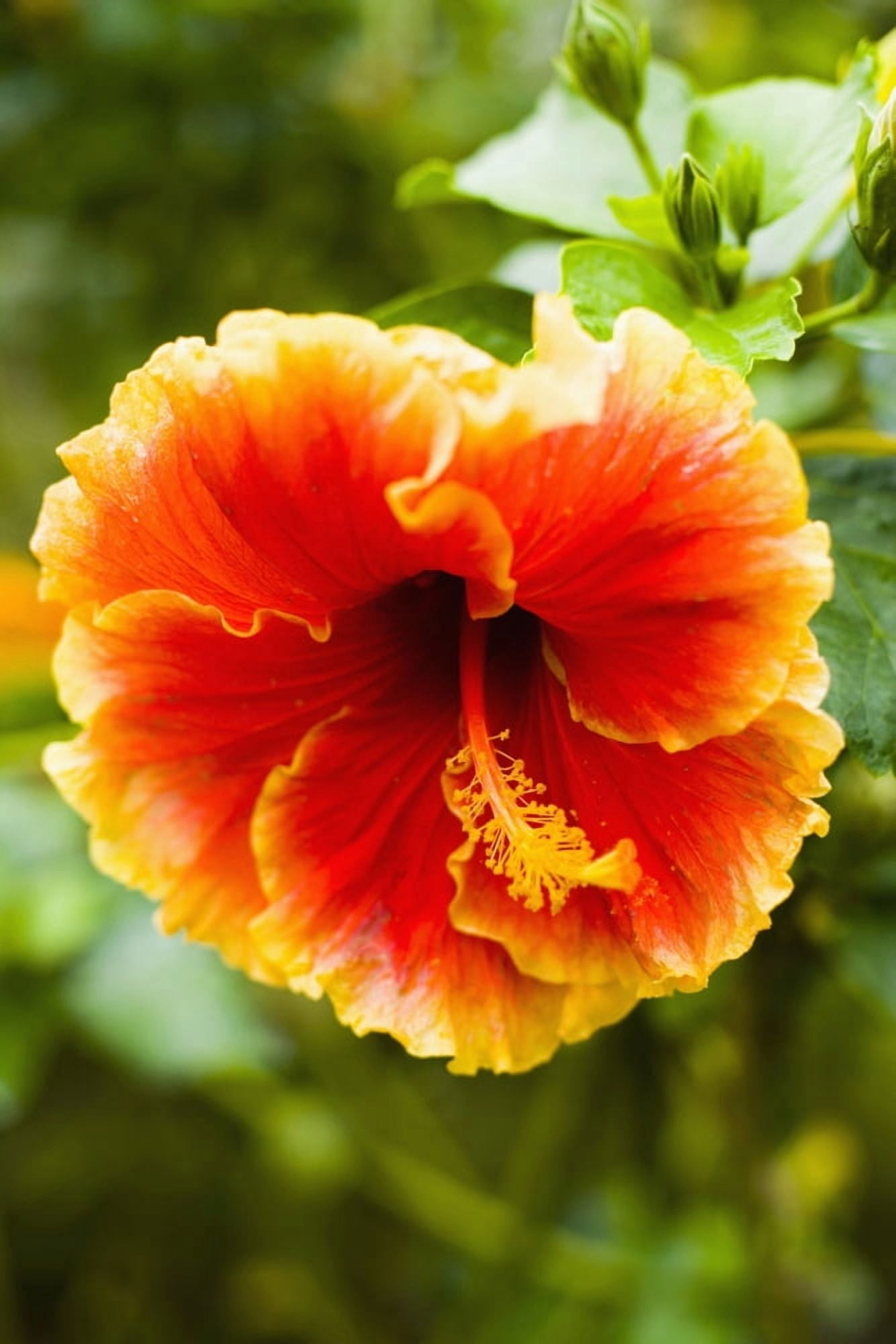 Brightly Colored Hibiscus Flowers Canvas Art - Naki Kouyioumtzis Design Pics (12 x 19)