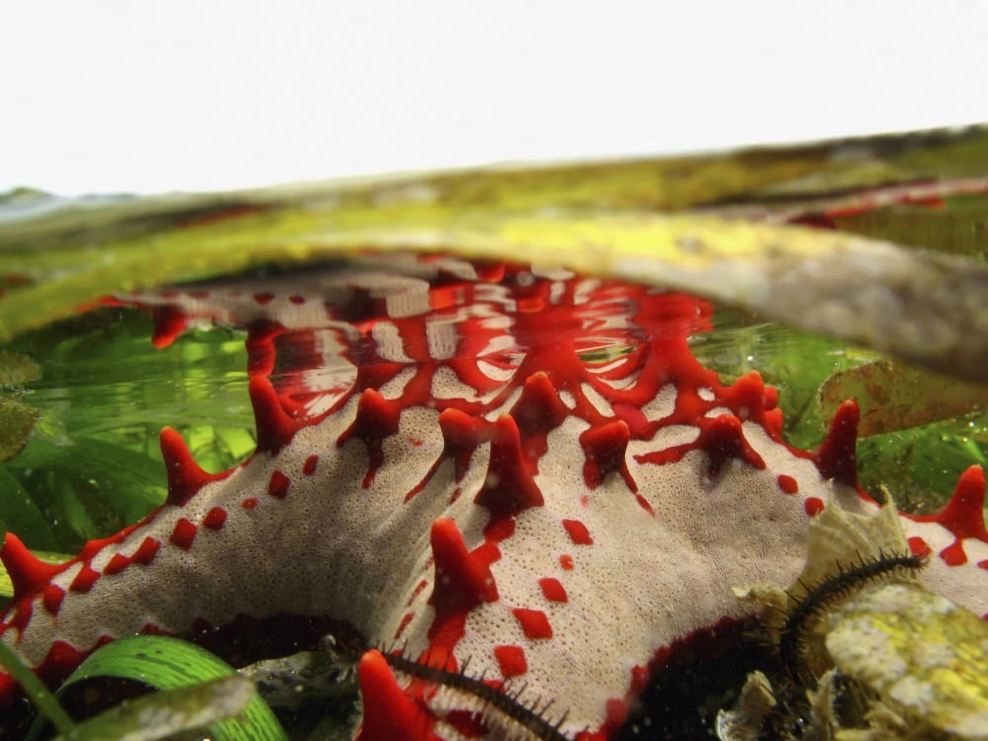 Brightly Colored Starfish In A Pool On The Reef Canvas Art - Toby Adamson Design Pics (17 x 13)