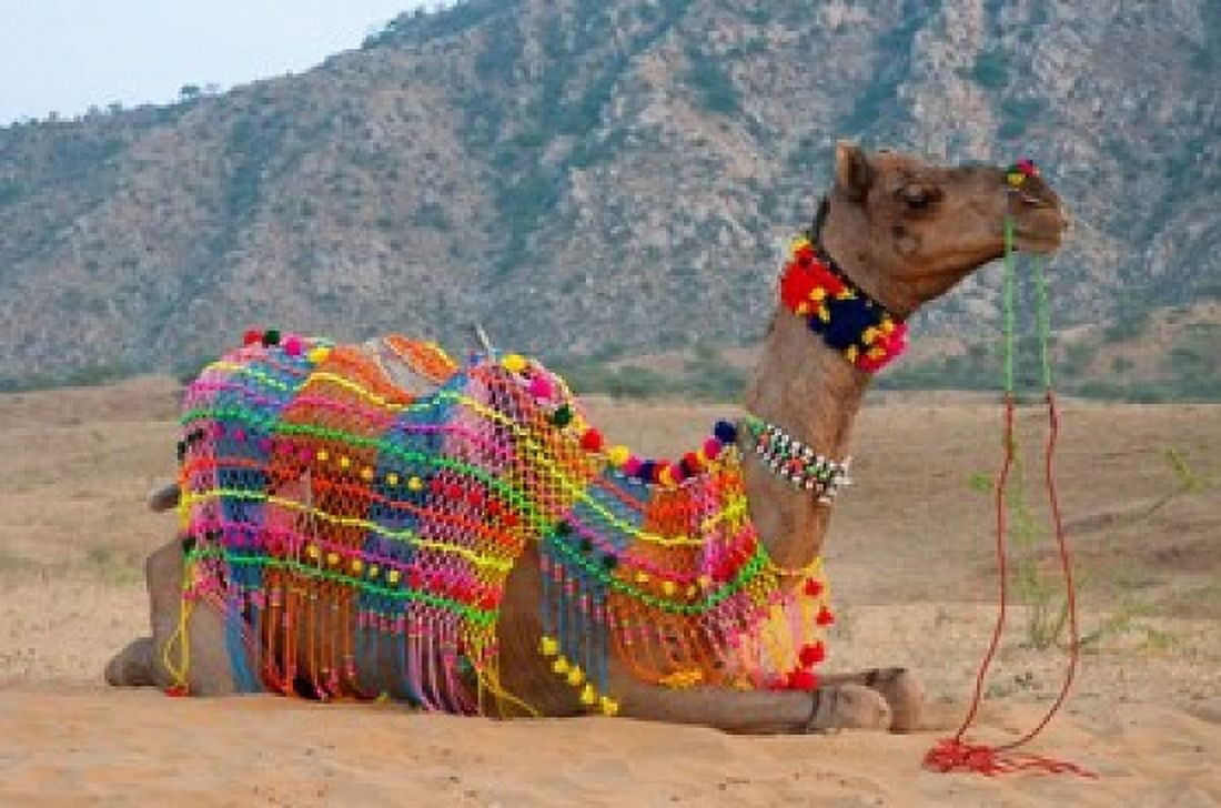 Brightly decorated camel Pushkar Rajasthan India Canvas Art - Inger Hogstrom DanitaDelimont (22 x 15)