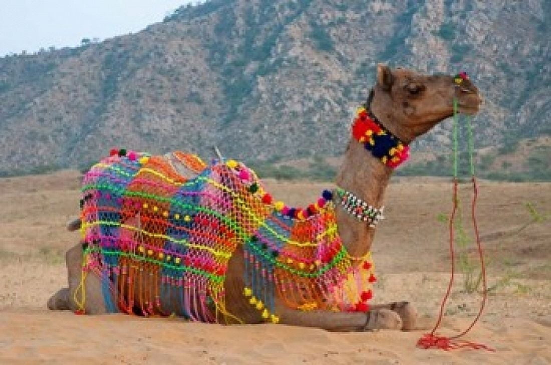 Brightly decorated camel Pushkar Rajasthan India Canvas Art - Inger Hogstrom DanitaDelimont (36 x 24)