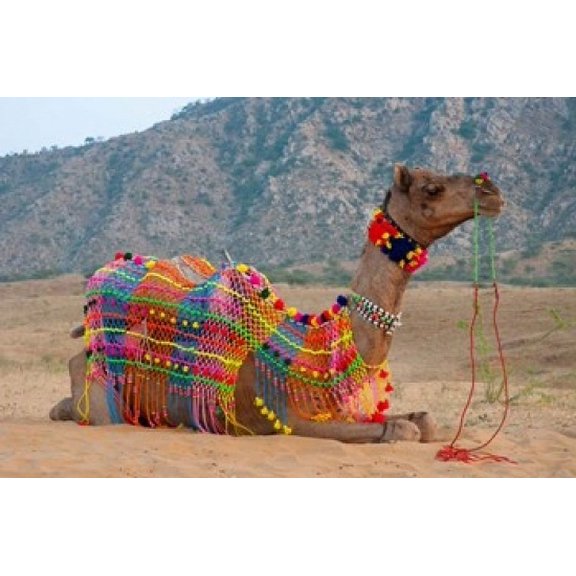 Brightly decorated camel, Pushkar, Rajasthan, India. Poster Print by Inger Hogstrom (36 x 24)