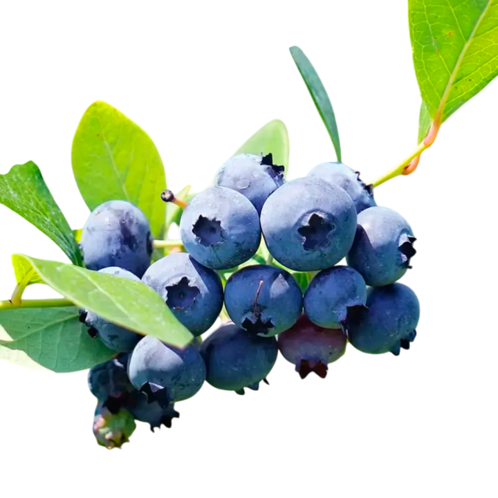 Top Hat Blueberry Bush Live Plant 3 Gallon Pot Dwarf Blueberry Shrub top-hat-blueberry-bush-live-plant-3-gallon-pot-dwarf-blueberry-shrub