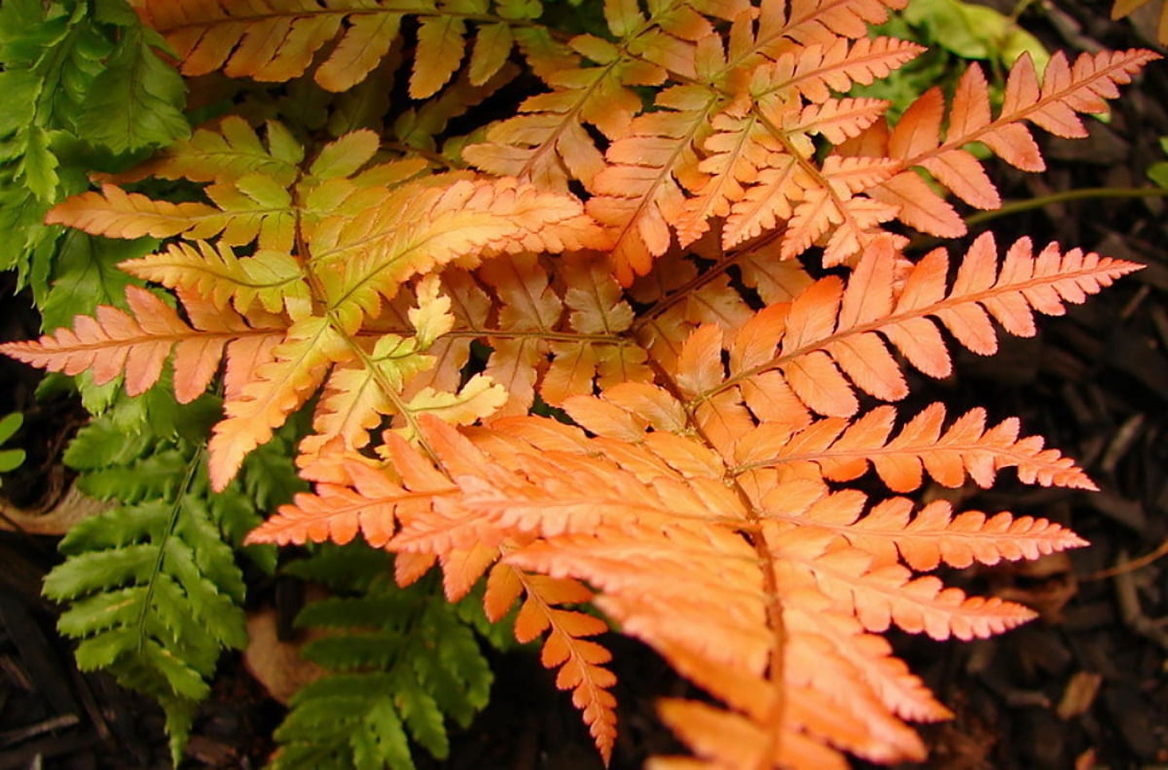 Brilliance Autumn Fern - Dryopteris erythrosora - Gallon Pot - Walmart.com
