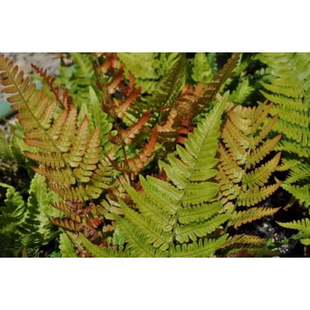 Brilliance Autumn Fern - Quart Pot - Dryopteris erythrosora