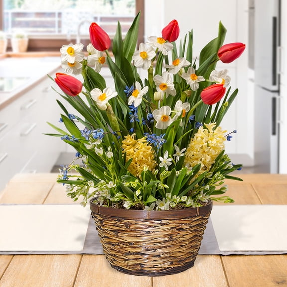 Brilliant Blends Indoor Potted Bulb Garden - Simply Water and Flowers Open in 3-6 Weeks - Pleasantly Scented - Grows Well In Containers - Gift Ready Flower Bulbs