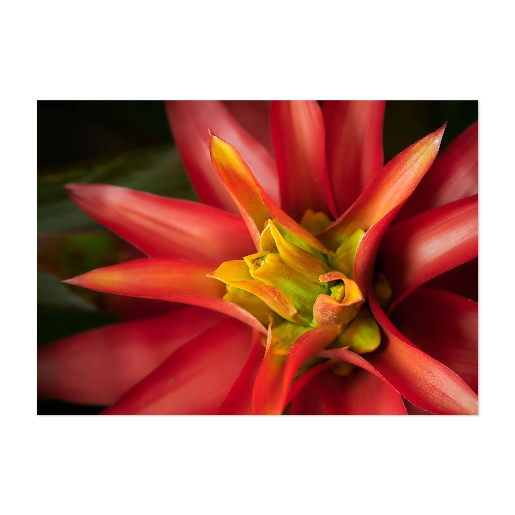 Visual Reference: Brilliant Bromeliad Photography Floral Botanical Tropical Nature