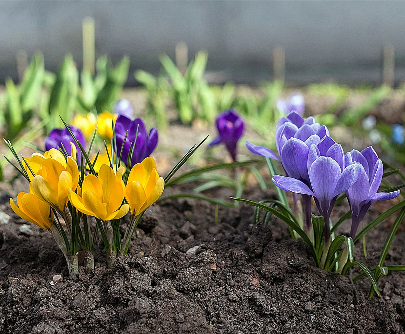 exquisite rookie patch cards
