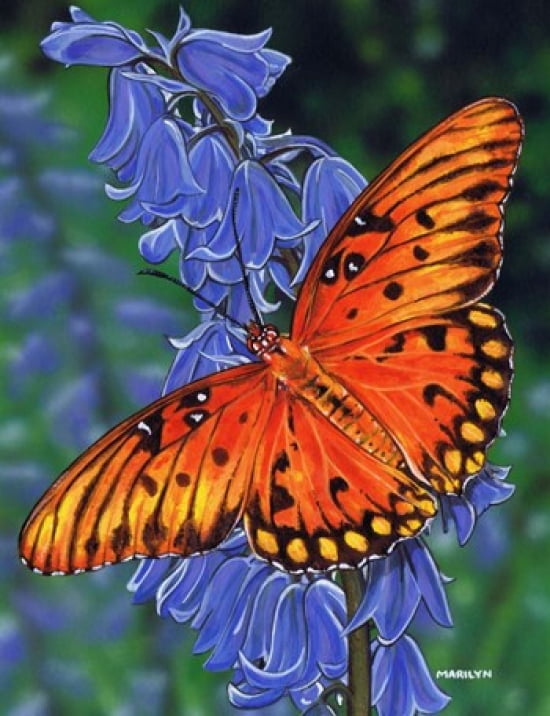 Brilliant Eye Jewel Butterfly Canvas Art - Marilyn Barkhouse (12 x 16)