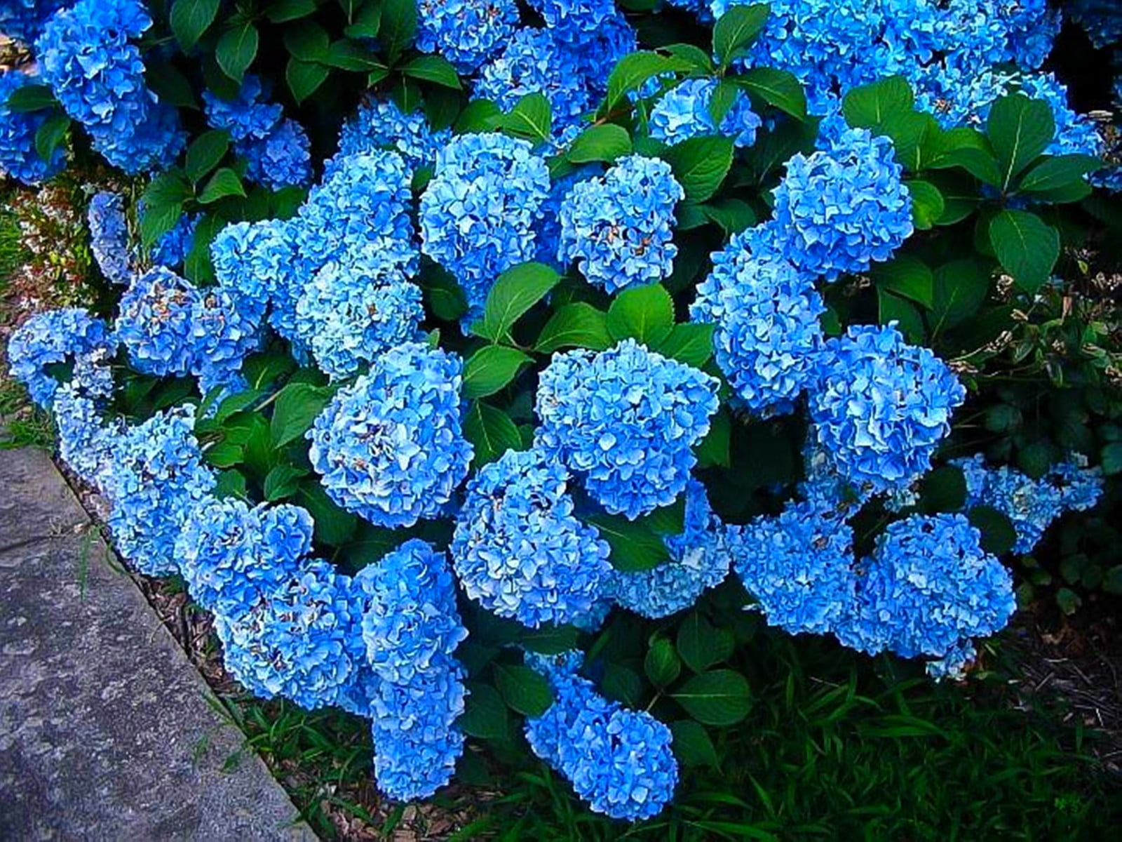 Brilliant Garden Home Decoration Hydrangea Perennial Hydrangea For Sale Brilliant Garden Home Decoration Hydrangea Perennial Hydrangea For Sale