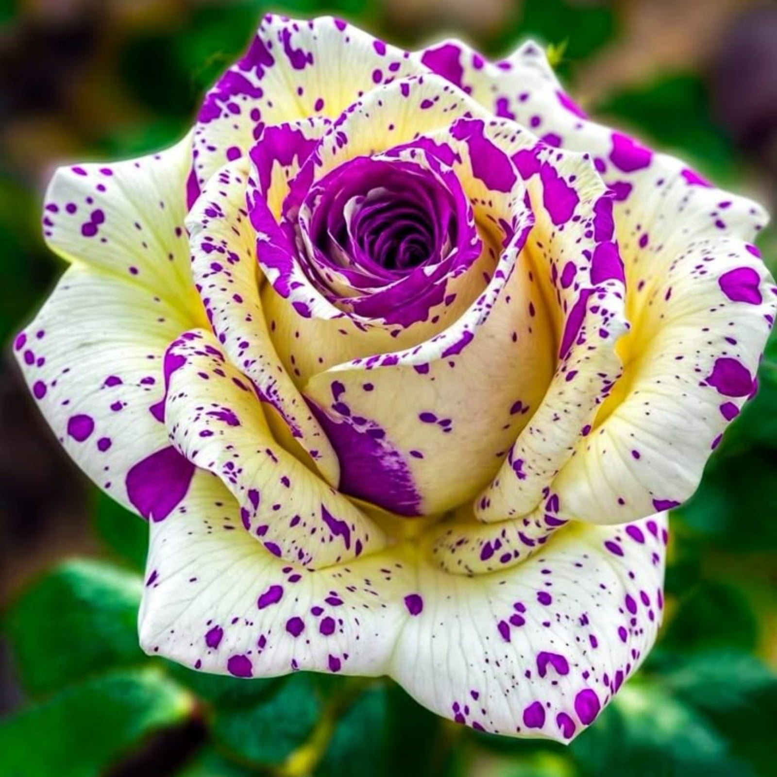 Brilliant Garden Home Decoration-Rose,Perennial,, Fast Growing ...