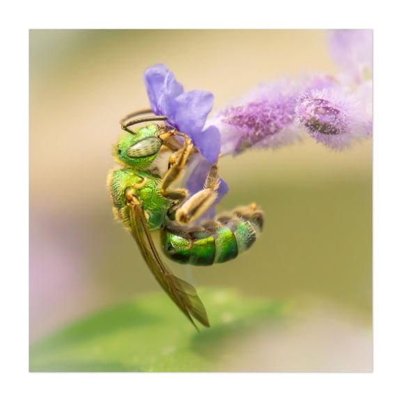 Brilliant Green Bee - Photography Insect Wildlife Nature Botanical Floral Garden Unframed Wall Art Print 40 x 40 inches