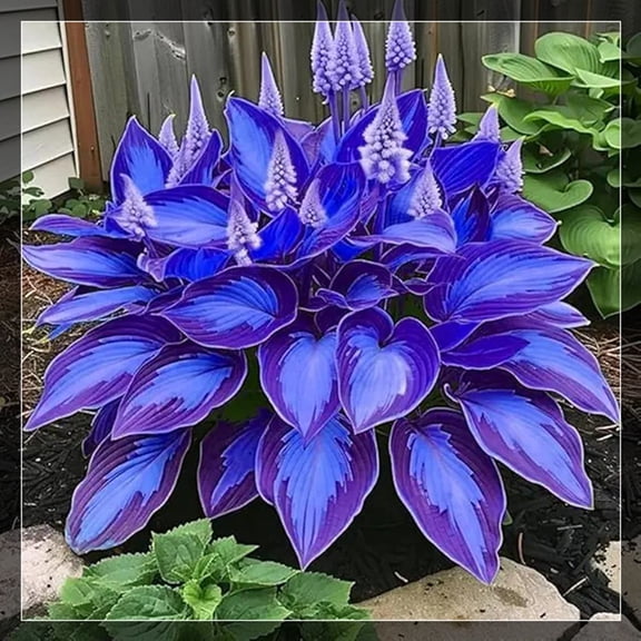 Brilliant Hosta Roots-Low Maintenance, Easy‑Grow for Garden Beds,Borders,Plant Pots & Planters