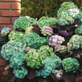 Brilliant Hydrangea Roots-Low Maintenance, Easy‑Grow for Garden Beds ...