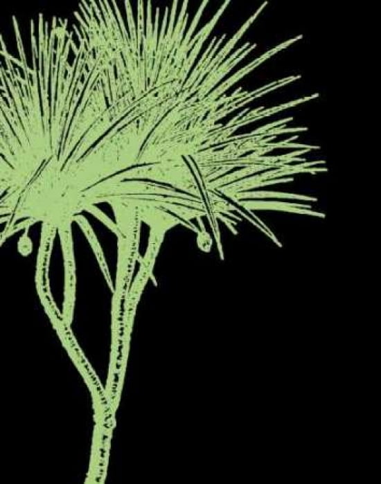 Brilliant Palm Detail IV Canvas Art - Steve Butler (22 x 28)