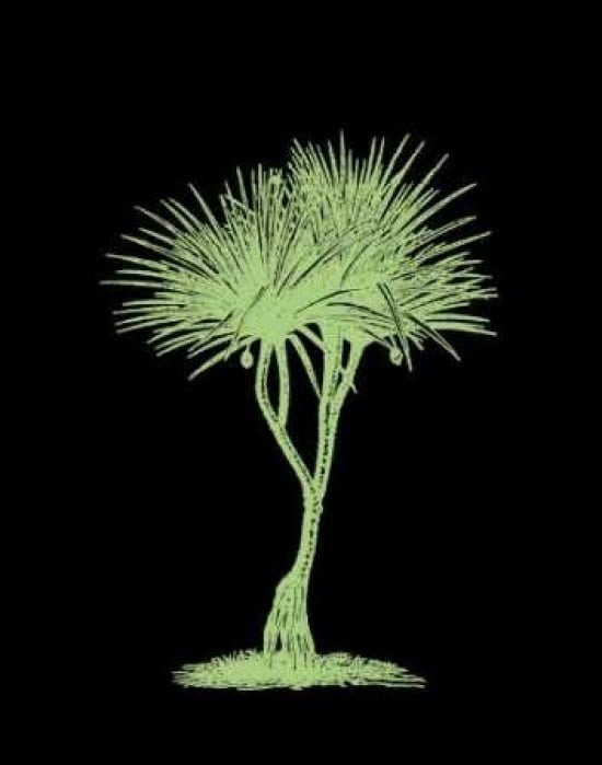 Brilliant Palm IV Canvas Art - Steve Butler (22 x 28)