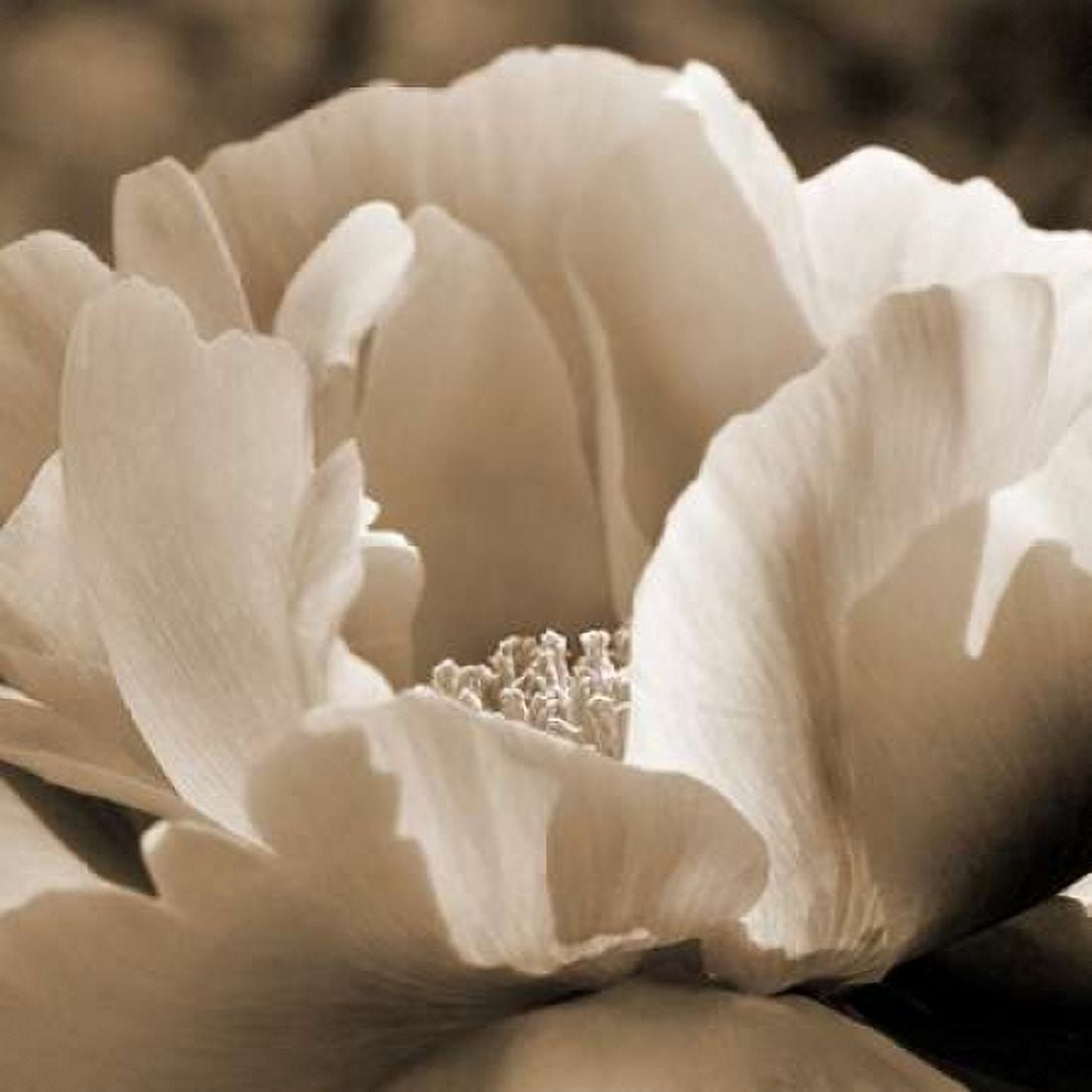 Brilliant Peony Canvas Art - Amber Light Gallery (24 x 24)