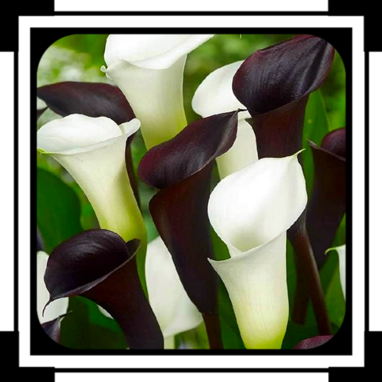 Brilliant Perennial Calla Lily for Planter Exquisite Ornamental Fast ...