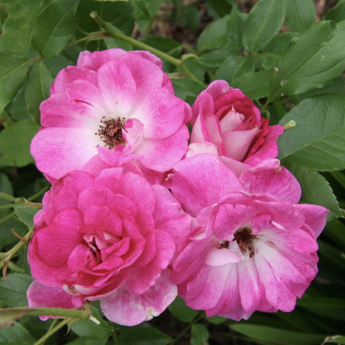 Brilliant Pink Iceberg Floribunda Rose Dormant Bare Root Shrub (1-Pack)