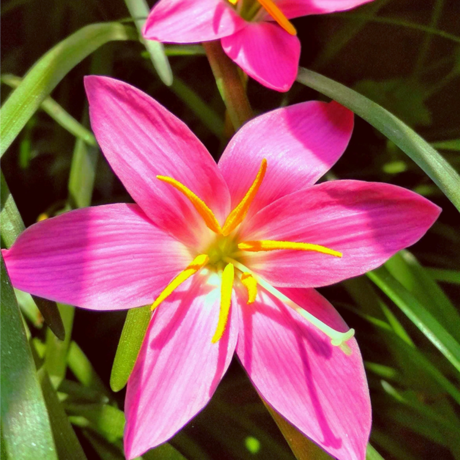 Brilliant Rain Lily Bulbs Bulk,Planting,Professional,Low Maintenance