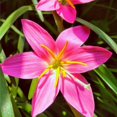 Brilliant Rain Lily Bulbs Bulk,Planting,Professional,Low Maintenance