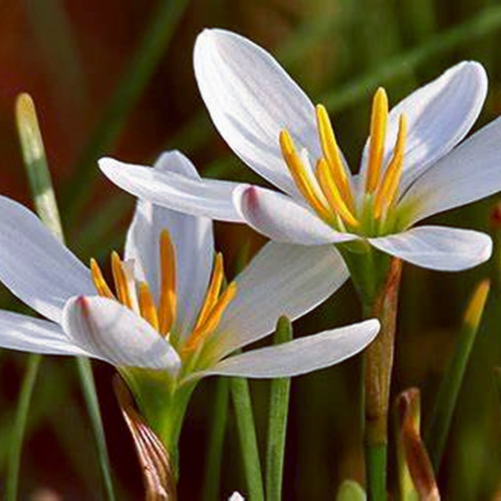 Brilliant Rain Lily Bulbs Bulk,Planting,Professional,Low Maintenance