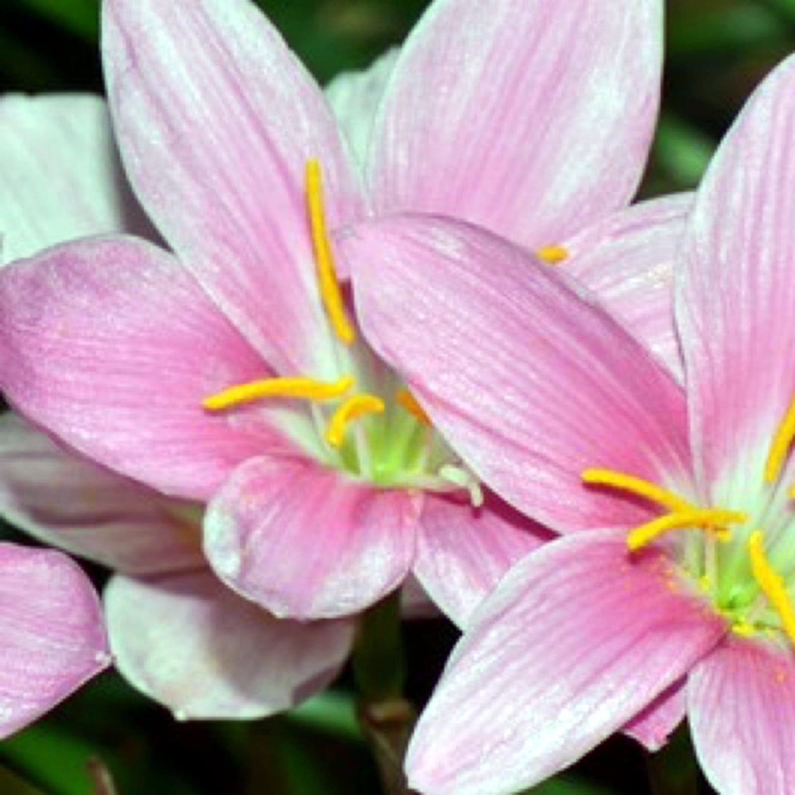 Brilliant Rain Lily Bulbs Bulk,Planting,Professional,Low Maintenance