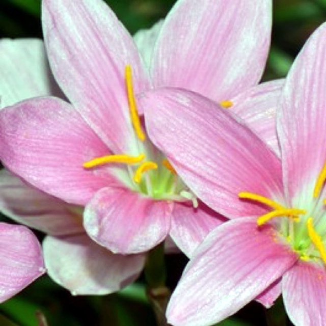 Brilliant Rain Lily Bulbs Bulk,Planting,Professional,Low Maintenance