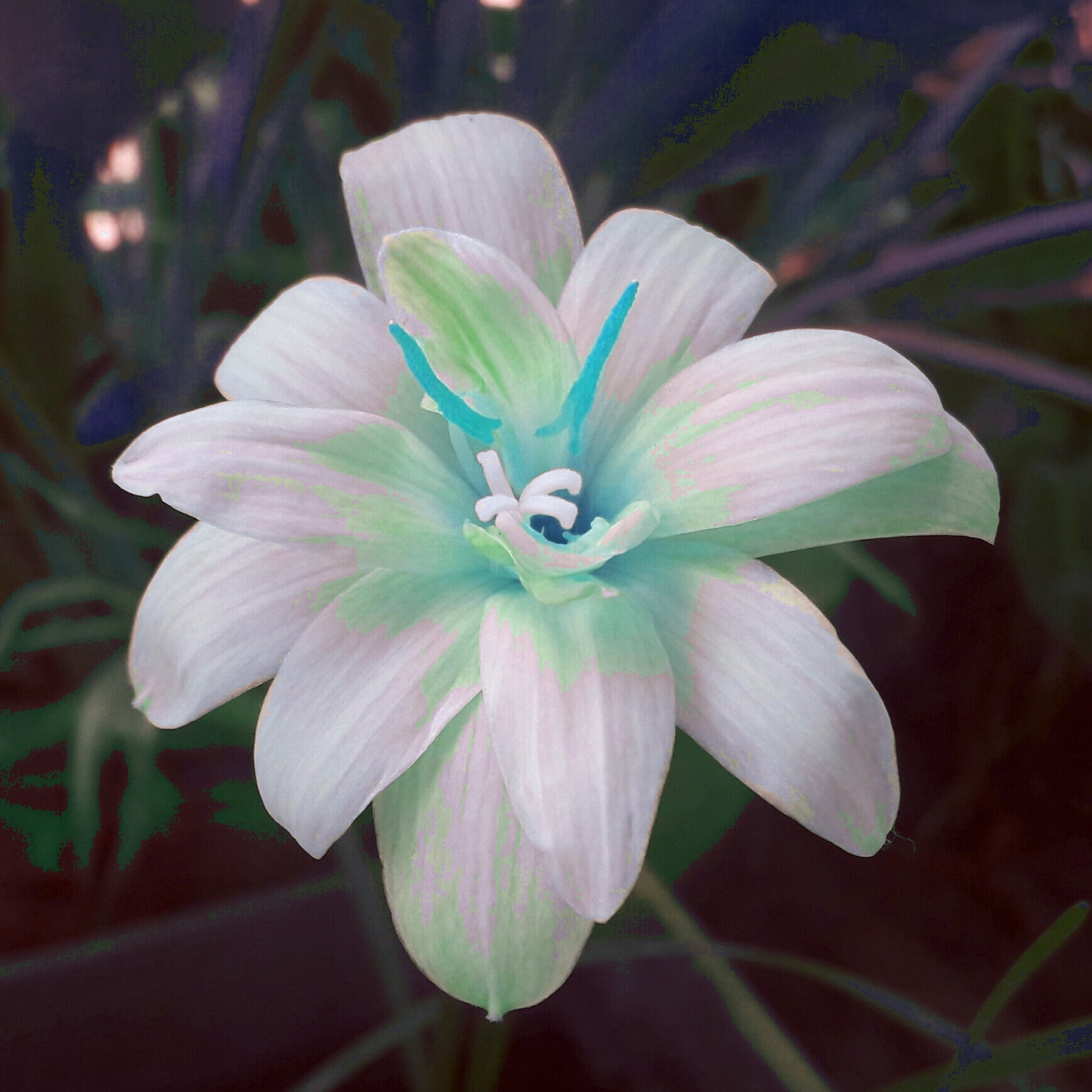 Brilliant Rain Lily Bulbs Bulk,Planting,Professional,Low Maintenance