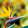 Brilliant Strelitzia Plant Fresh,Long Flowering Period and Hardy with
