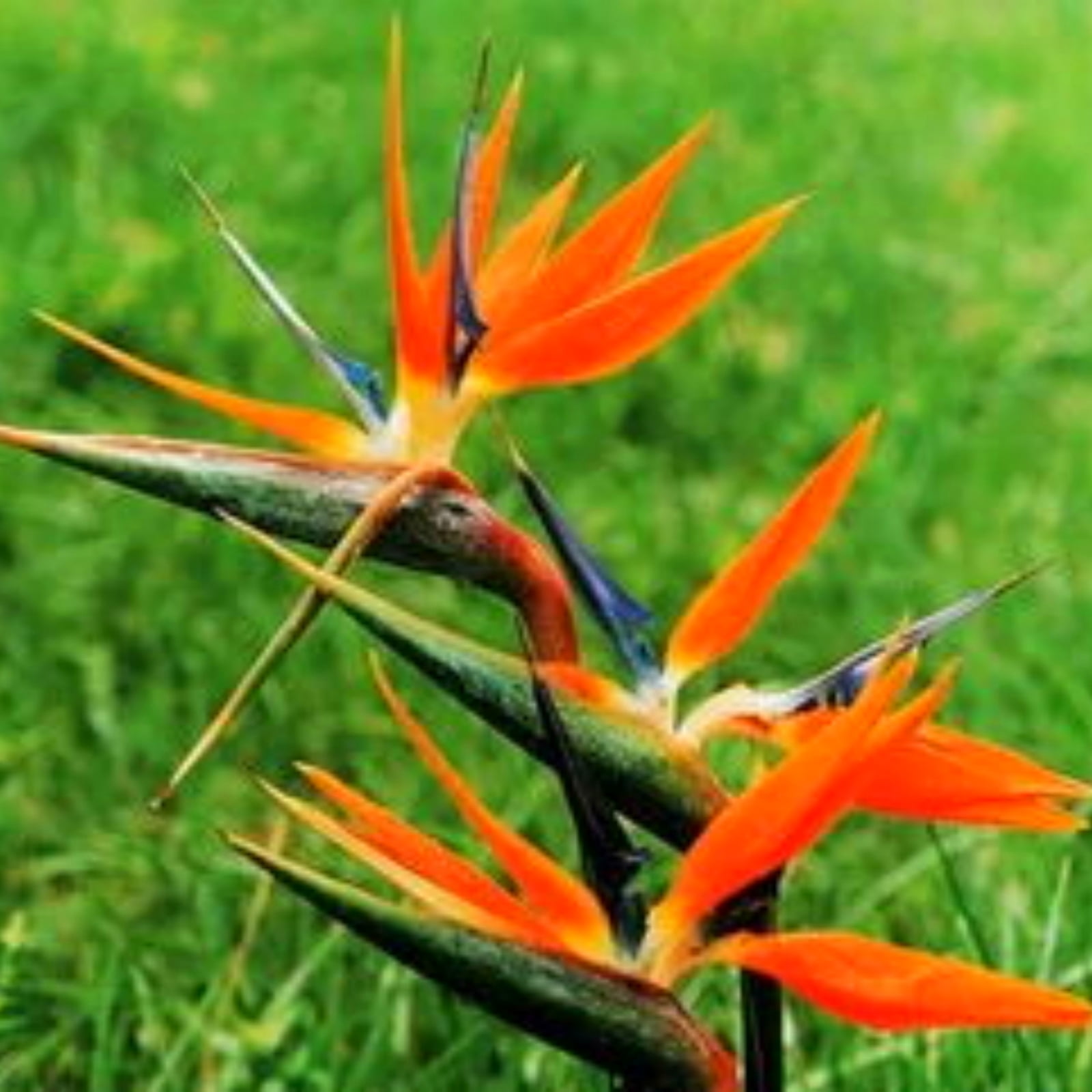 Brilliant Strelitzia Plant Fresh,Long Flowering Period and Hardy with