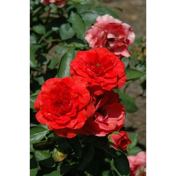 Brilliant™ Veranda® Rose - 4" Pot