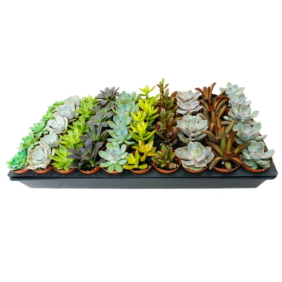Bring Decor to Life - 2" Succulent Assortment - Pack of 50 - Perfect for wedding favors, gifts, or home decor