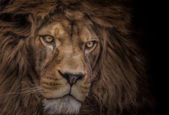 Brink Of Extinction Canvas Art - Ashley Vincent (12 x 18)