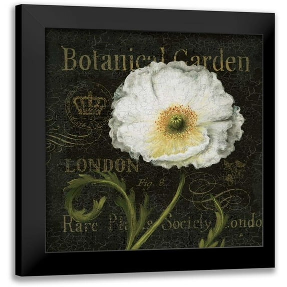 Brissonnet, Daphne 20x20 Black Modern Framed Museum Art Print Titled - Botanical Garden II