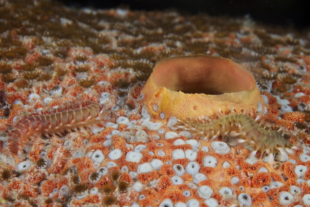 Bristle Worms feeding on a large sponge Canvas Art - Terry MooreStocktrek Images (35 x 23)